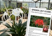 Spider Lily: Meaning, White vs Red Types, Planting and Blooming Tips White tropical spider lily blooming with long spidery petals and glossy green leaves