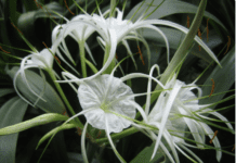 Growing the Spider Lily: An In-Depth Guide to Cultivating Hymenocallis Speciosa Growing the Spider Lily
