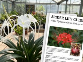 Spider Lily: Meaning, White vs Red Types, Planting and Blooming Tips White tropical spider lily blooming with long spidery petals and glossy green leaves