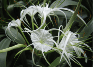 Growing the Spider Lily: An In-Depth Guide to Cultivating Hymenocallis Speciosa Growing the Spider Lily