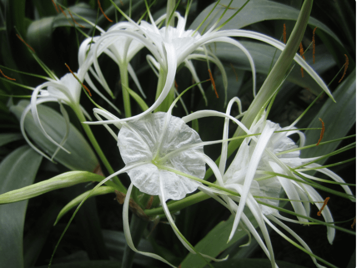 Growing the Spider Lily