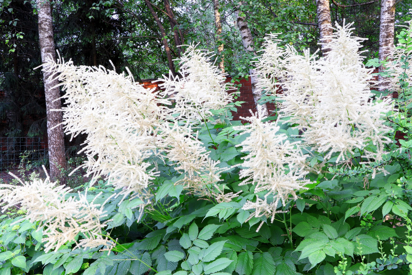 Healthy and vibrant Aruncus Dioicus plant in a garden setting