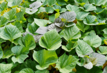 Sweet Potato Vines: Your Guide to Growing This Vibrant Beauty Sweet Potato Vines