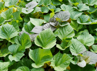 Sweet Potato Vines: Your Guide to Growing This Vibrant Beauty Sweet Potato Vines