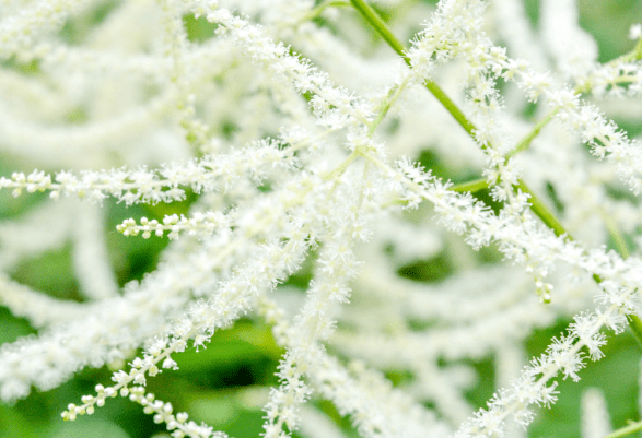 White fluffy flower spikes of Aruncus Dioicus plant