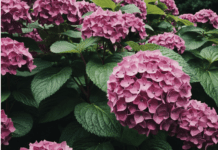 Hydrangea Disease SOS: Identify, Prevent & Treat 6 Top Threats Hydrangea Disease
