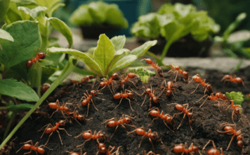 16 Best Plants That Repel Ants Naturally (2026 Guide) Keep Ants Out Naturally