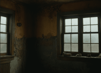 Conquering Mold: A Guide to Removal and Prevention Mold