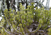 Thriving African Milk Tree: Simple Steps to a Healthy Plant African Milk Tree Care