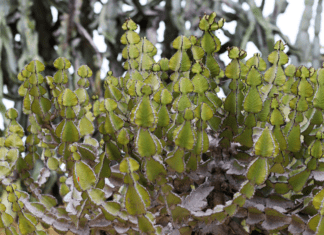 Thriving African Milk Tree: Simple Steps to a Healthy Plant African Milk Tree Care