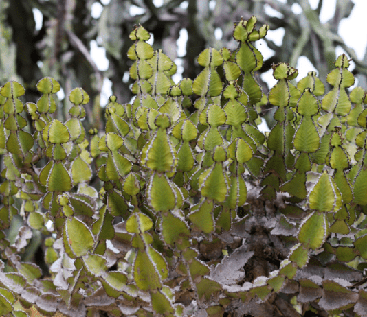 Thriving African Milk Tree: Simple Steps to a Healthy Plant African Milk Tree Care