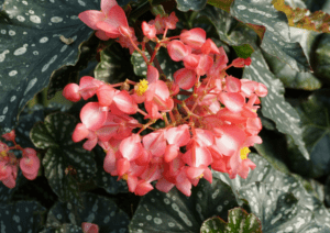 Begonias Begonia spp