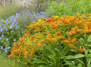 Butterfly Weed Asclepias tuberosa