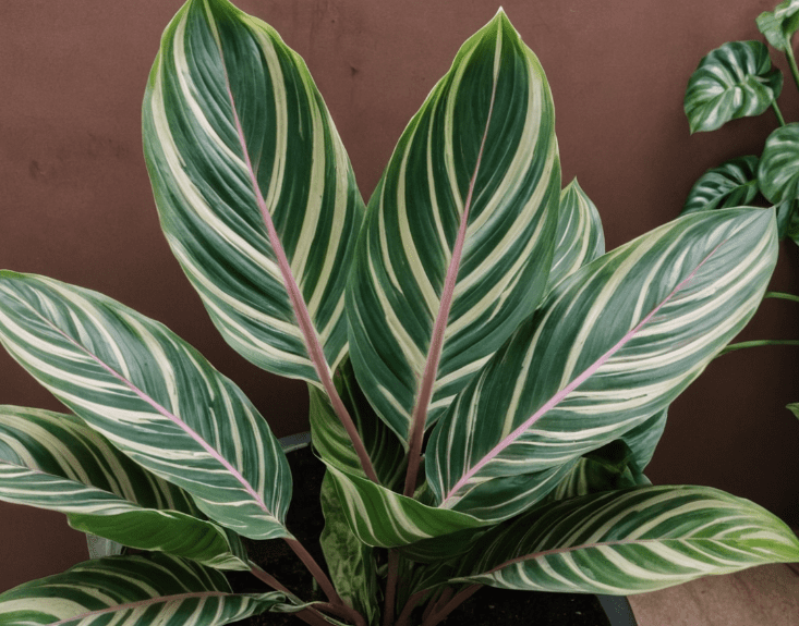 Calathea Types: 15 Stunning Varieties and Care Tips