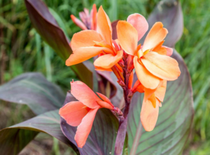 Canna Lily Canna spp