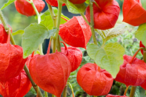 Chinese Lantern Physalis alkekengi