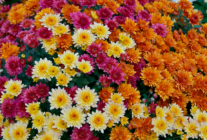 Chrysanthemums Chrysanthemum morifolium