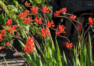 Crocosmia Crocosmia spp