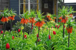 Daylilies Hemerocallis spp