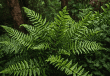 The Ultimate East Indian Holly Fern Growing Guide East Indian Holly Fern