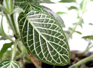 How to Encourage Bushy Growth in Your Fittonia Fittonia