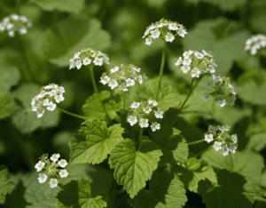 Garlic Mustard