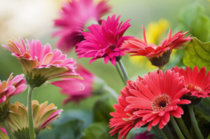 Gerbera Daisies Gerbera jamesonii