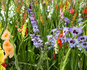 Gladiolas Gladiolus spp