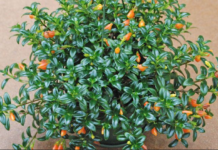 Goldfish Plant Care And Needs Gold Fish Plant