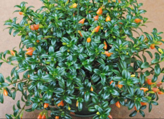 Goldfish Plant Care And Needs Gold Fish Plant