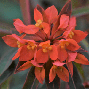 Gopher Spurge Euphorbia griffithii'Fireglow')