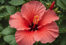 How to Care for Hibiscus: A Complete Guide Hibiscus