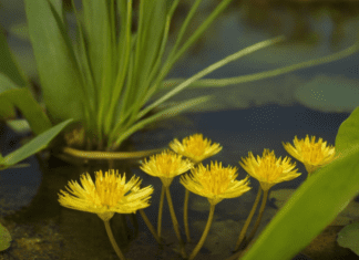 Invasive Plants with Heart-Shaped Leaves: A Gardener’s Nightmare Invasive Plants with Heart-Shaped Leaves