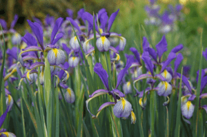 Irises Iris spp