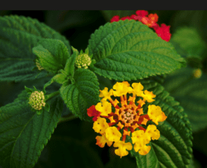 Lantana Lantana camara