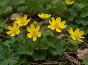 Lesser Celandine