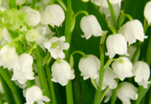 Lily of the Valley: A Gardener’s Guide to This Enchanting (But Toxic) Perennial Lily of the Valley