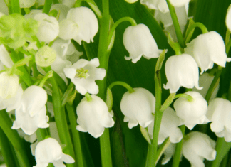 Lily of the Valley: A Gardener’s Guide to This Enchanting (But Toxic) Perennial Lily of the Valley