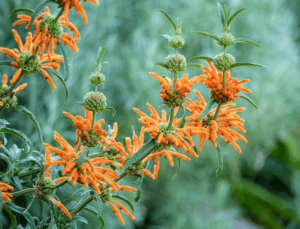 Lion's Tail (Leonotis leonurus)