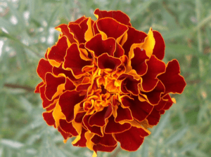 Marigolds Tagetes spp