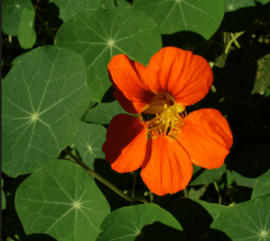 Nasturtium Tropaeolum majus