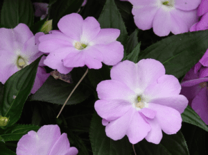 New Guinea Impatiens Impatiens hawkeri