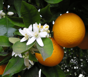 Orange Blossom Citrus sinensis