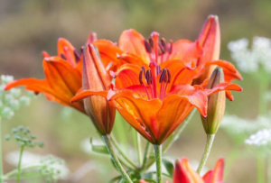 Orange Lily Lilium bulbiferum var croceum