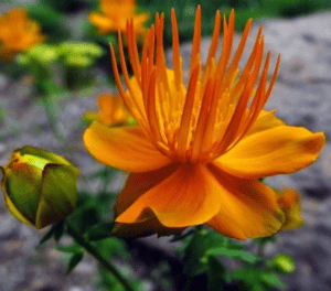 Orange Siberian Globeflower Trollius ircuticus