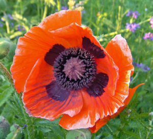 Oriental Poppies Papaver orientale