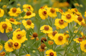 Sneezeweed Helenium autumnale