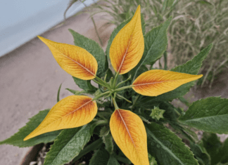 Sun Star Plant Leaves Turning Yellow? Here’s How to Fix It Sun Star Plant