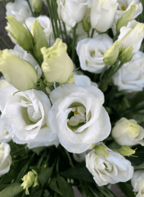 White Lisianthus close