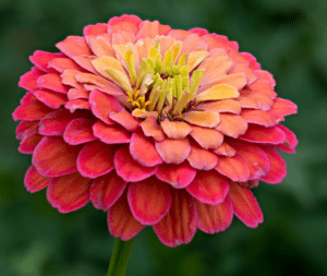 Zinnias Zinnia spp